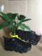 Nike Air VaporMax Plus 012
