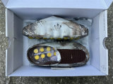 Authentic Nike Mind 001 (16)